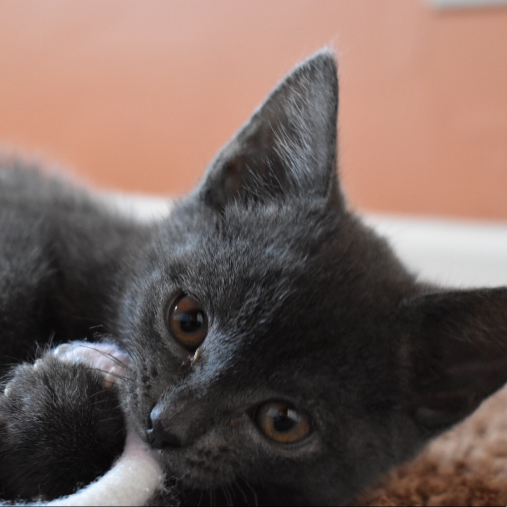 Meet your Posher, Morgan